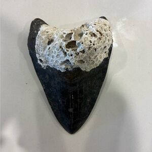 Real coral shark tooth